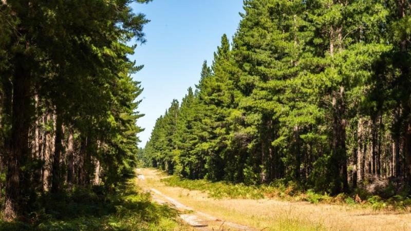 A scenic dirt road winding through a dense forest