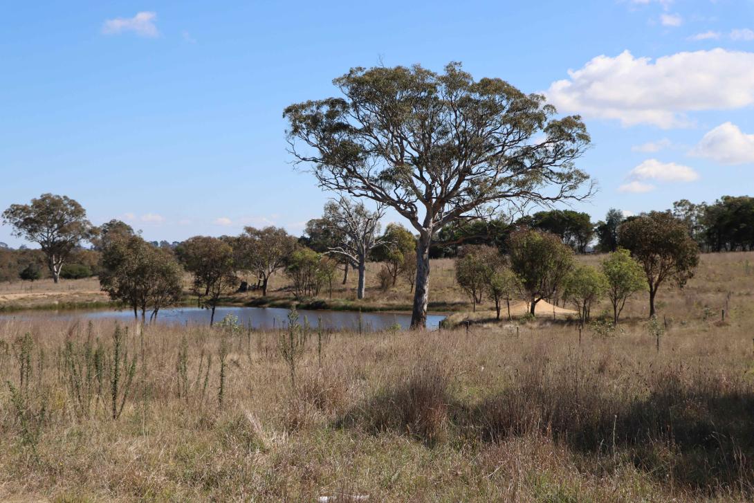 Photo showing various species growing in the project area.