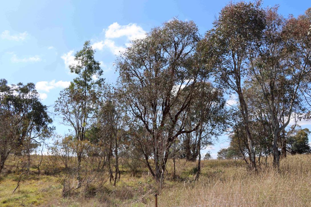 A combination of trees and shrubs in the project area.