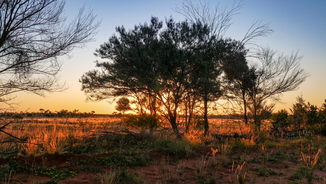 Photograph of a savanna