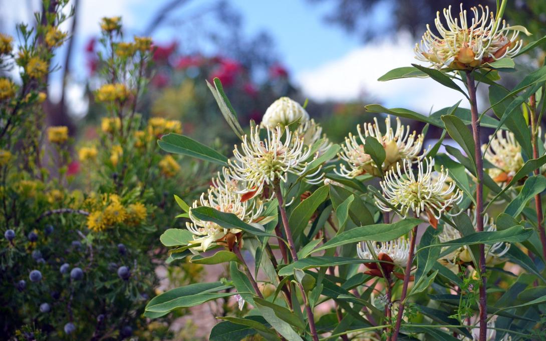 Native Australian Telopea speciosissima and Isopogon anemonifolius flowers