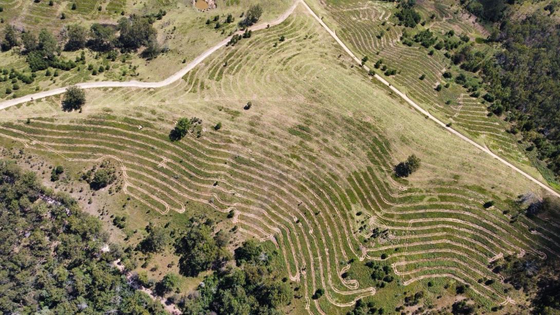 Plantings aligned with the reference ecosystem at Coolacurripa Station